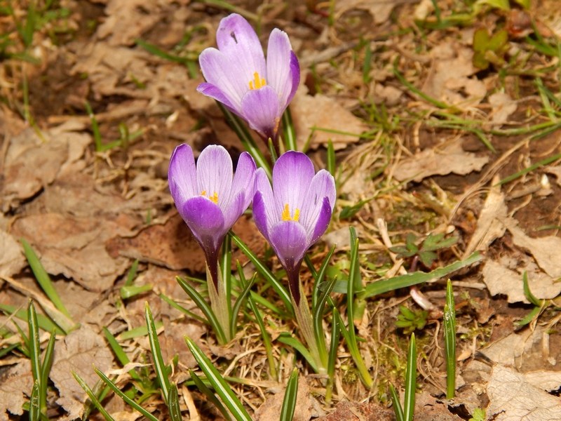 Crocus vernus